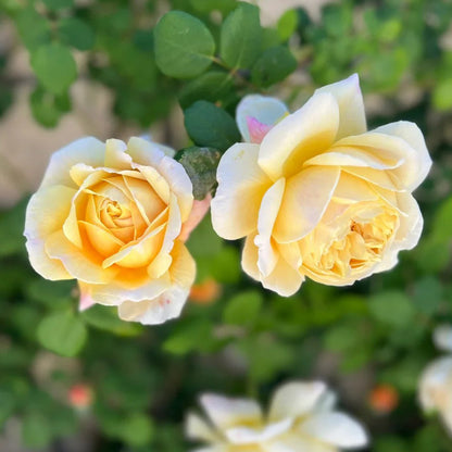 AUSpeet English Florist Shrub Rose