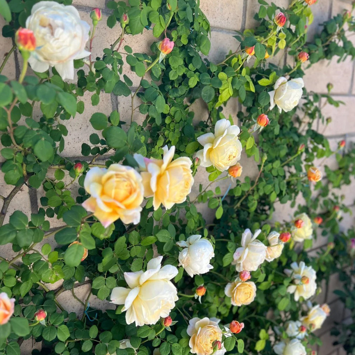 AUSpeet English Florist Shrub Rose