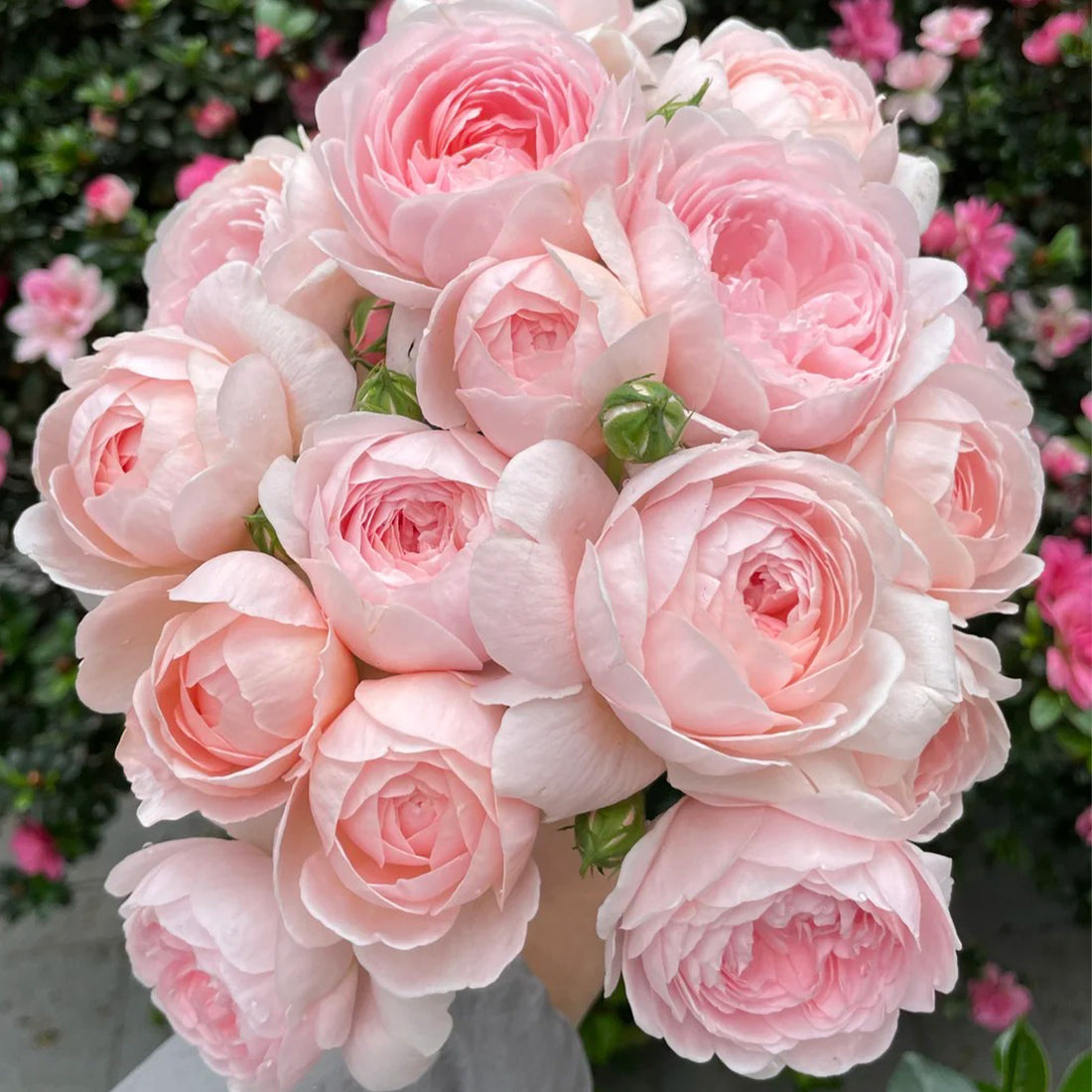 AUStiger English Garden Shrub Rose