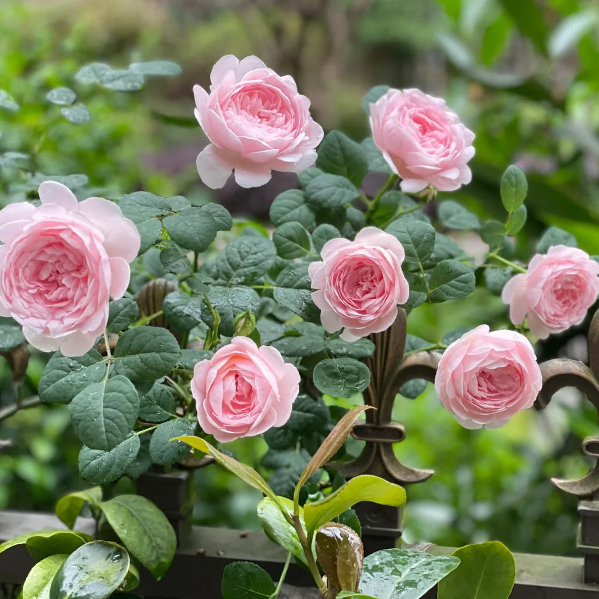 AUStiger English Garden Shrub Rose