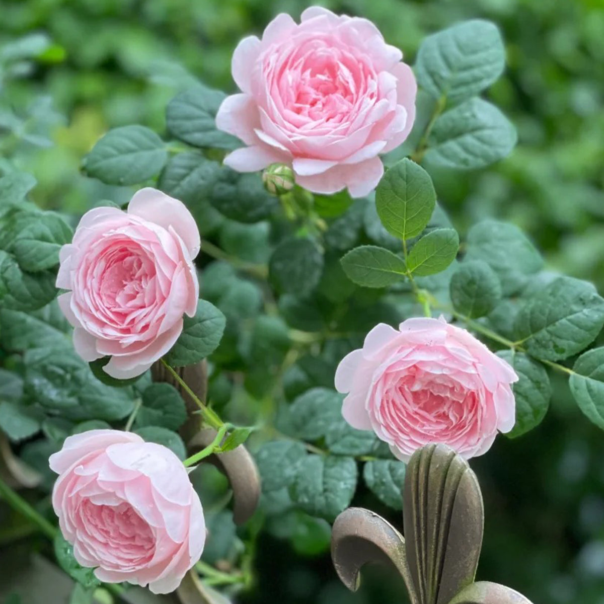 AUStiger English Garden Shrub Rose