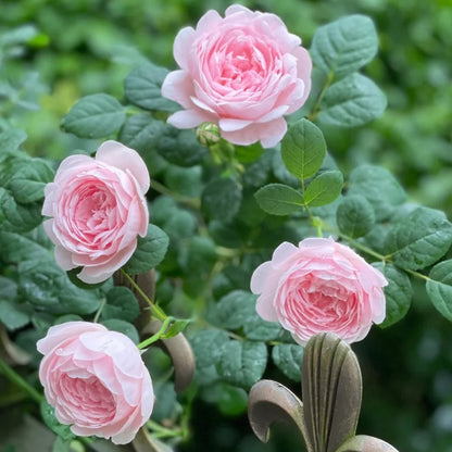 AUStiger English Garden Shrub Rose