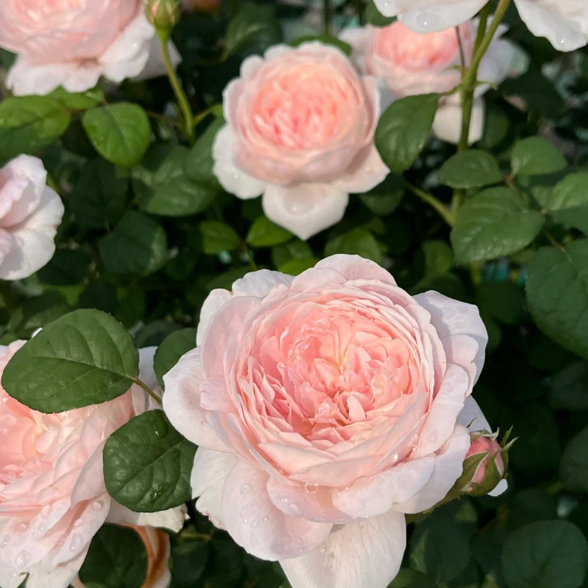 AUStiger English Garden Shrub Rose