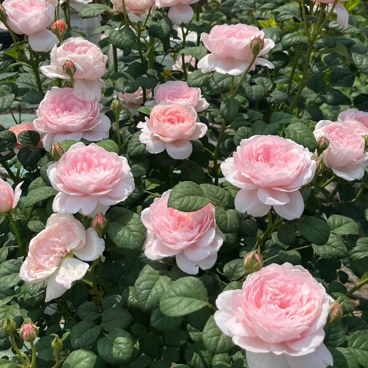 AUStiger English Garden Shrub Rose