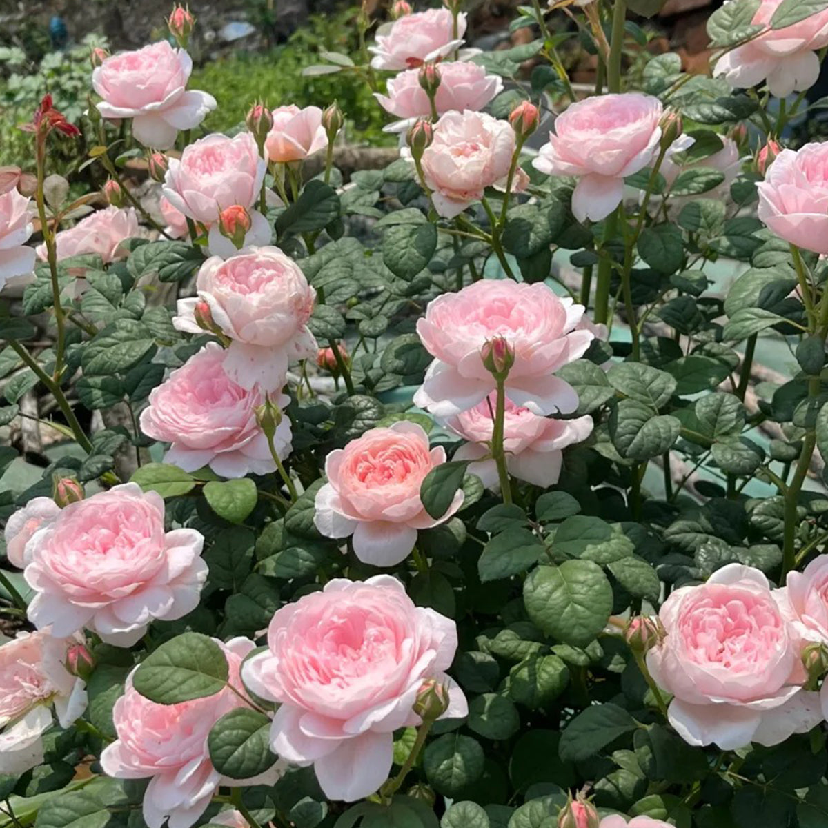 AUStiger English Garden Shrub Rose