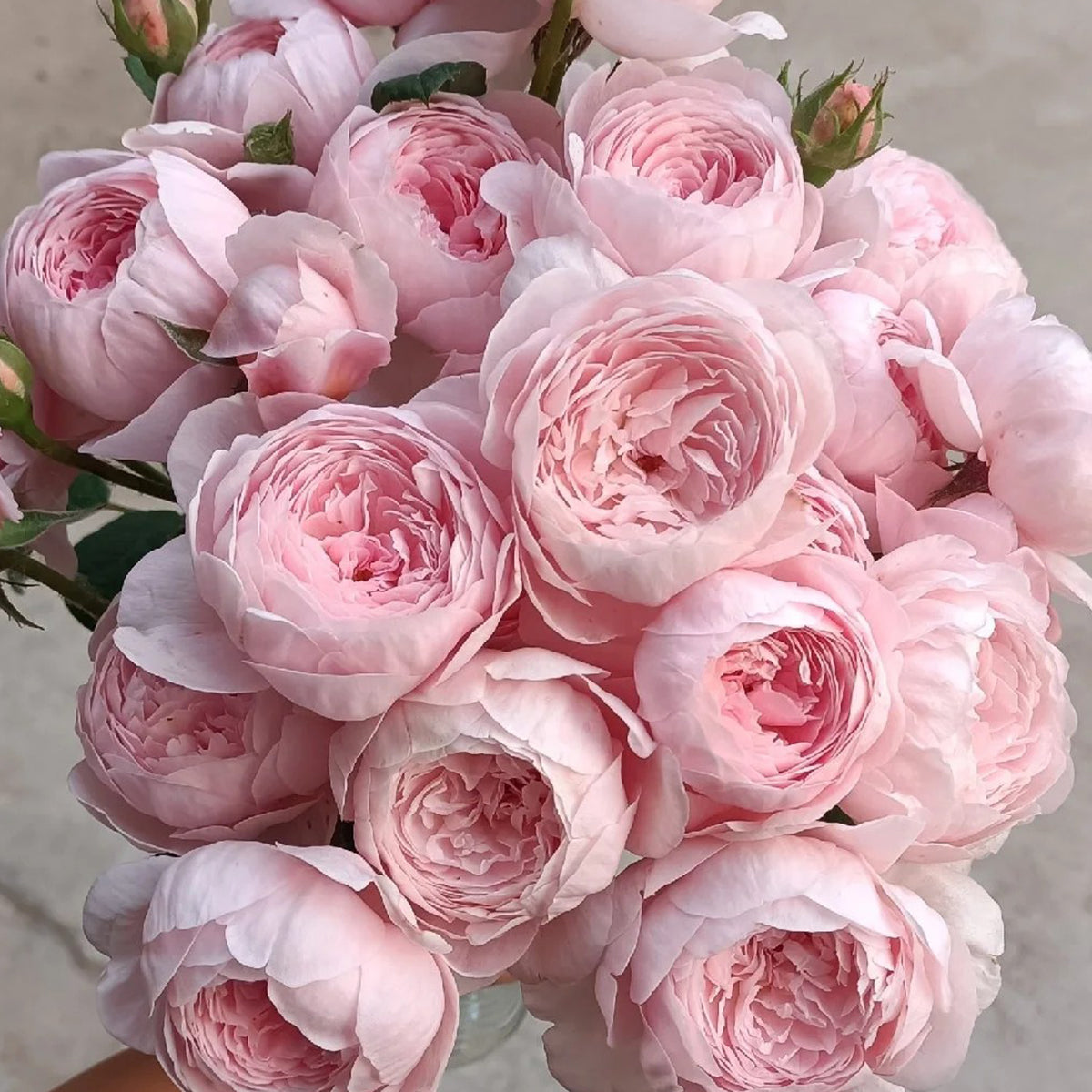 AUStiger English Garden Shrub Rose