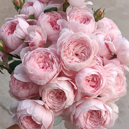 AUStiger English Garden Shrub Rose