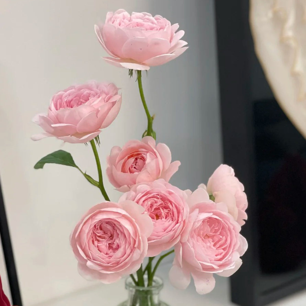 AUStiger English Garden Shrub Rose