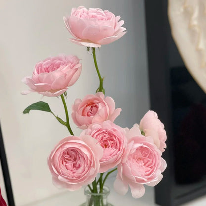 AUStiger English Garden Shrub Rose