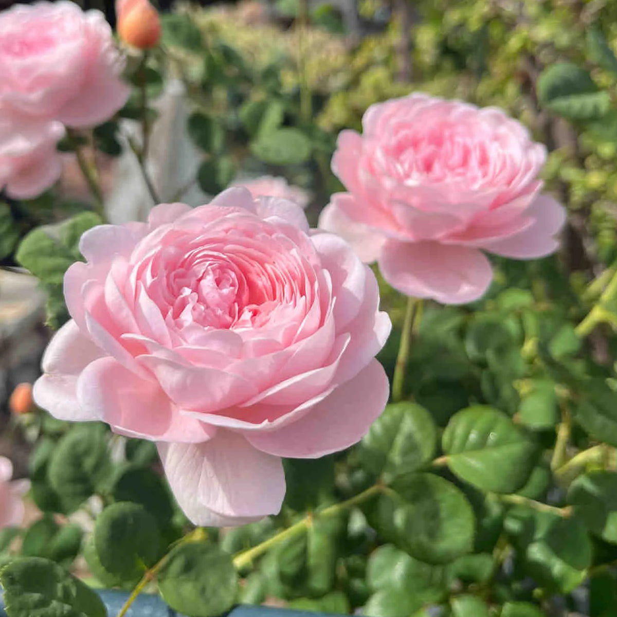 AUStiger English Garden Shrub Rose