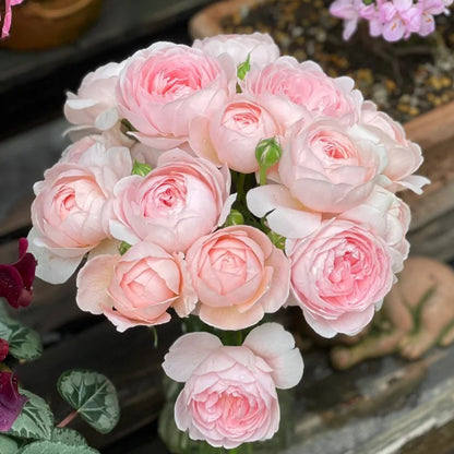 AUStiger English Garden Shrub Rose