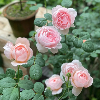 AUStiger English Garden Shrub Rose