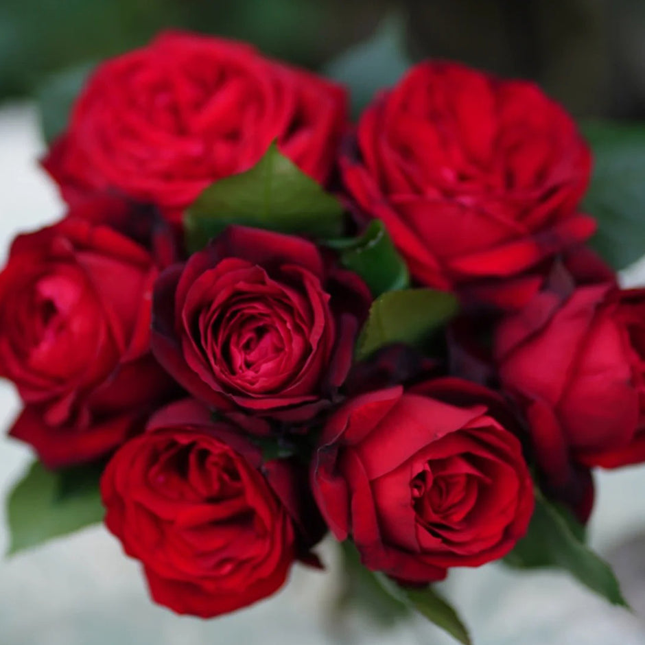 New Arrivals Rose Bushes | Rare Own Root Garden Roses – Highgarden Roses