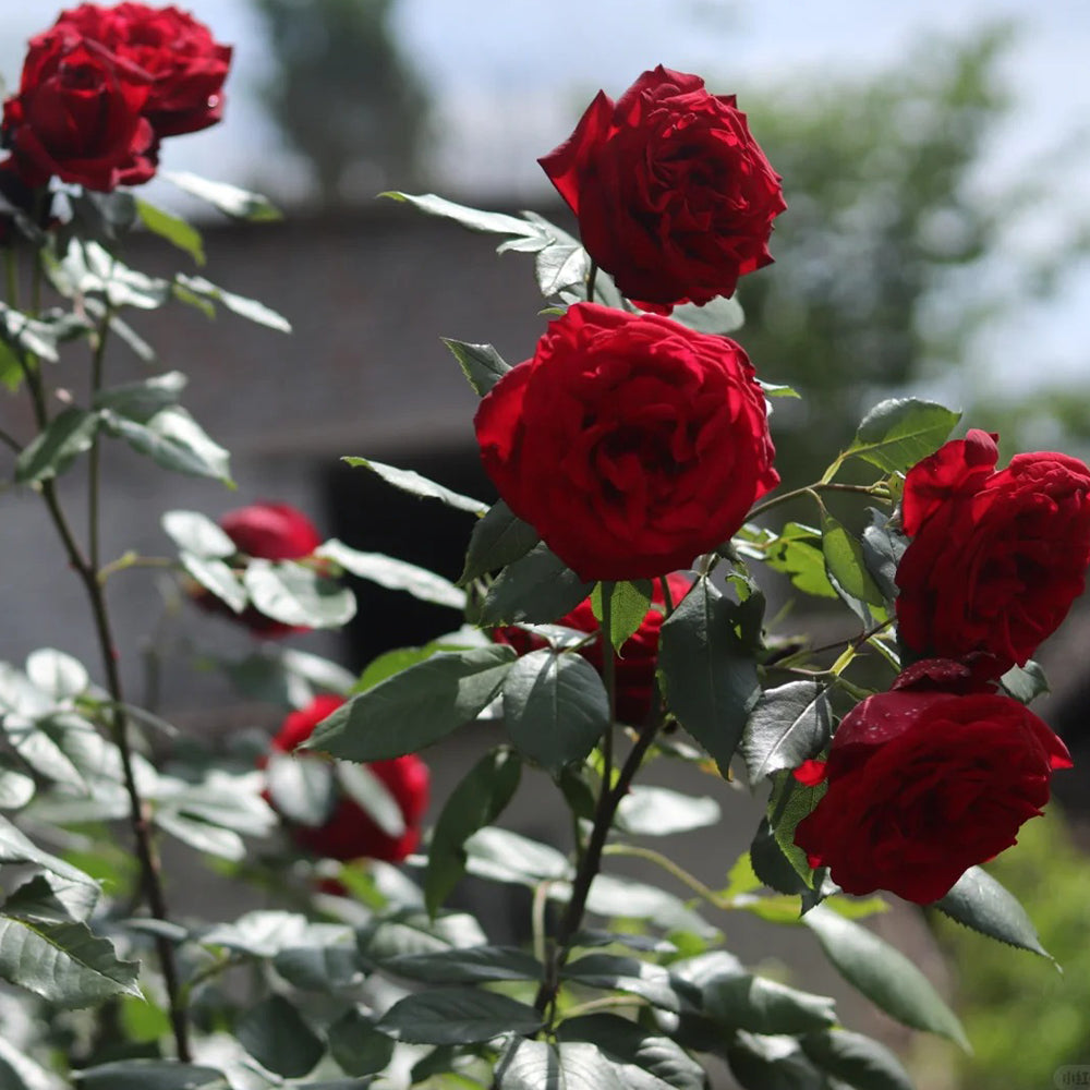 Admiral German Florist Shrub Rose