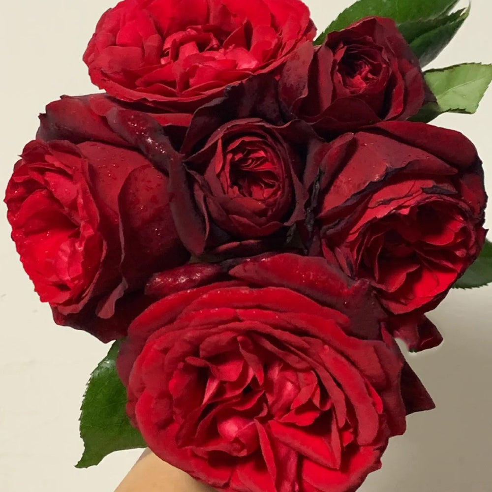 Admiral German Florist Shrub Rose