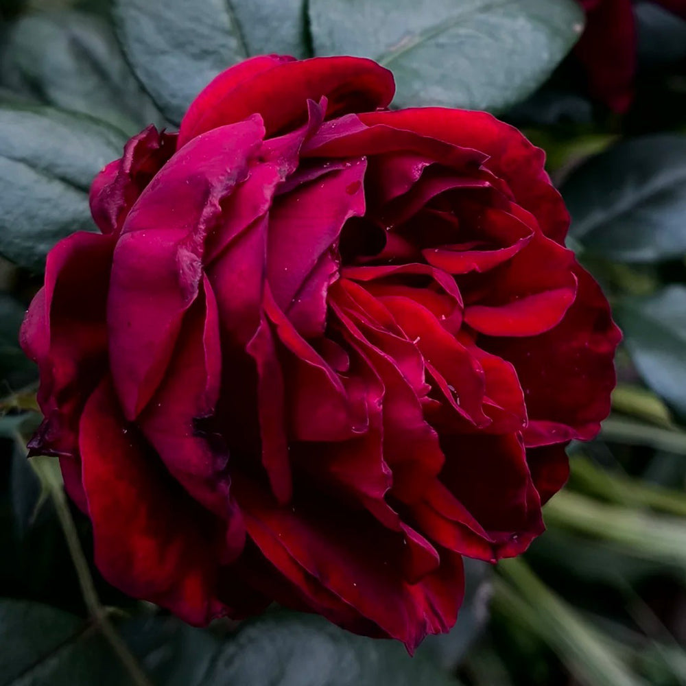 Admiral German Florist Shrub Rose