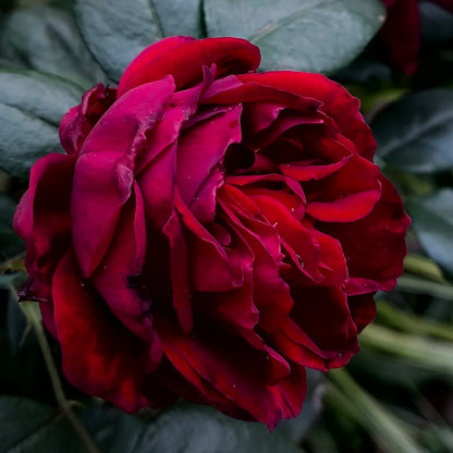 Admiral German Florist Shrub Rose