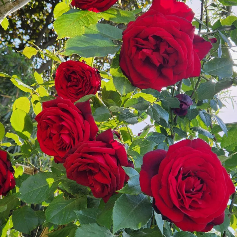 Admiral German Florist Shrub Rose