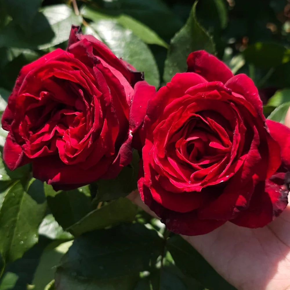 Admiral German Florist Shrub Rose