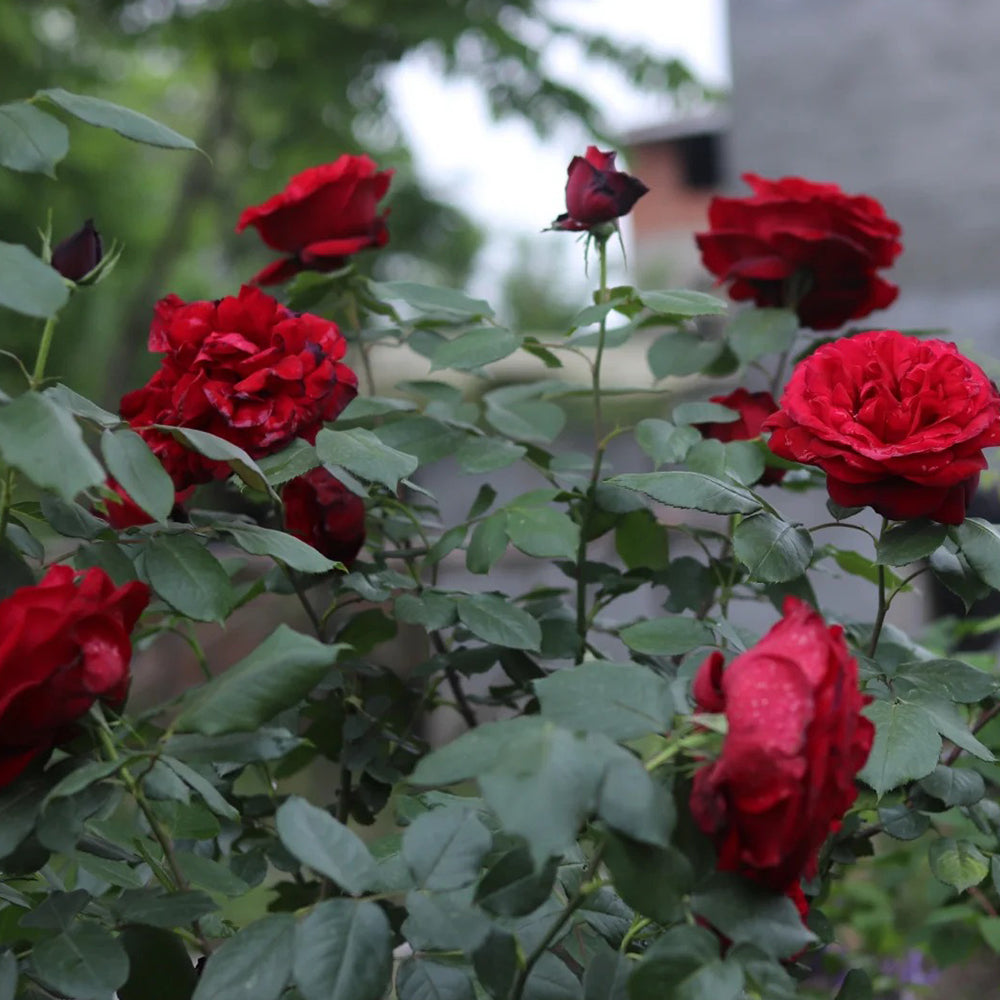 Admiral German Florist Shrub Rose