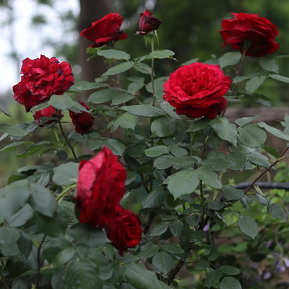 Admiral German Florist Shrub Rose