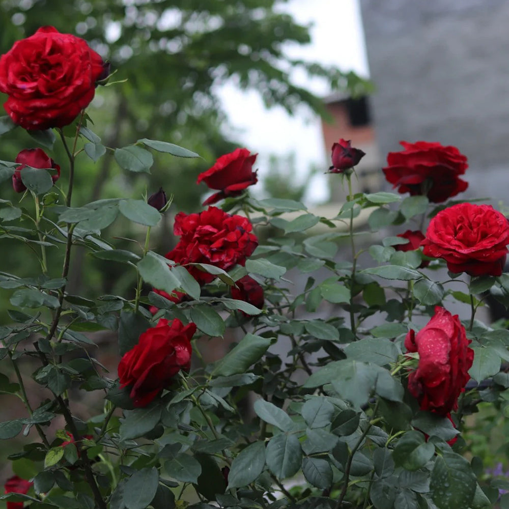 Admiral German Florist Shrub Rose