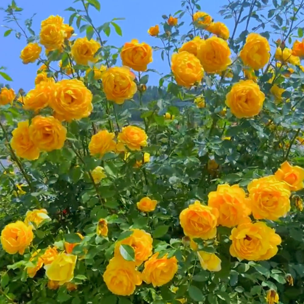 Admiration Chinese Florist Climbing Rose