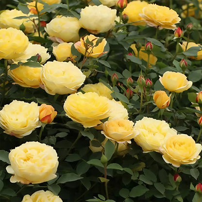 Admiration Chinese Florist Climbing Rose