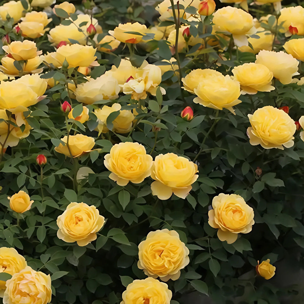 Admiration Chinese Florist Climbing Rose