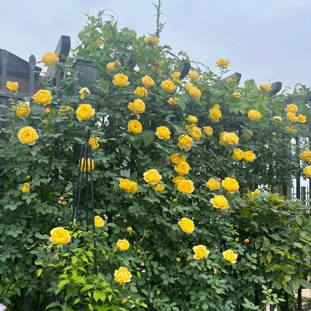 Admiration Chinese Florist Climbing Rose