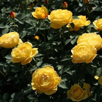 Admiration Chinese Florist Climbing Rose