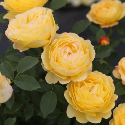 Admiration Chinese Florist Climbing Rose