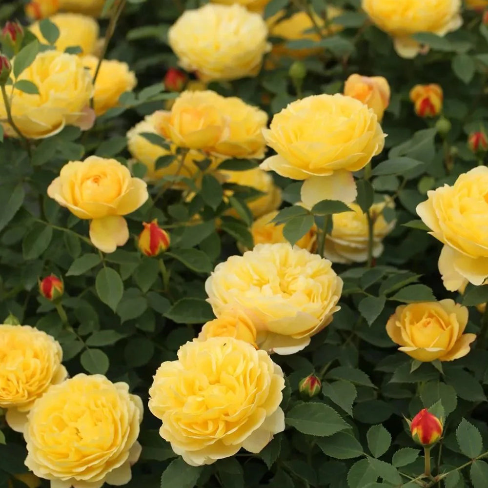 Admiration Chinese Florist Climbing Rose
