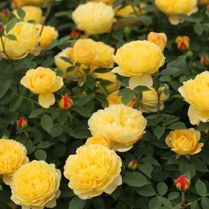 Admiration Chinese Florist Climbing Rose
