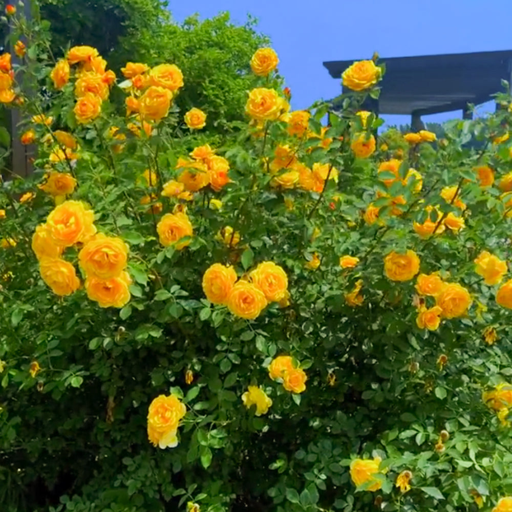 Admiration Chinese Florist Climbing Rose