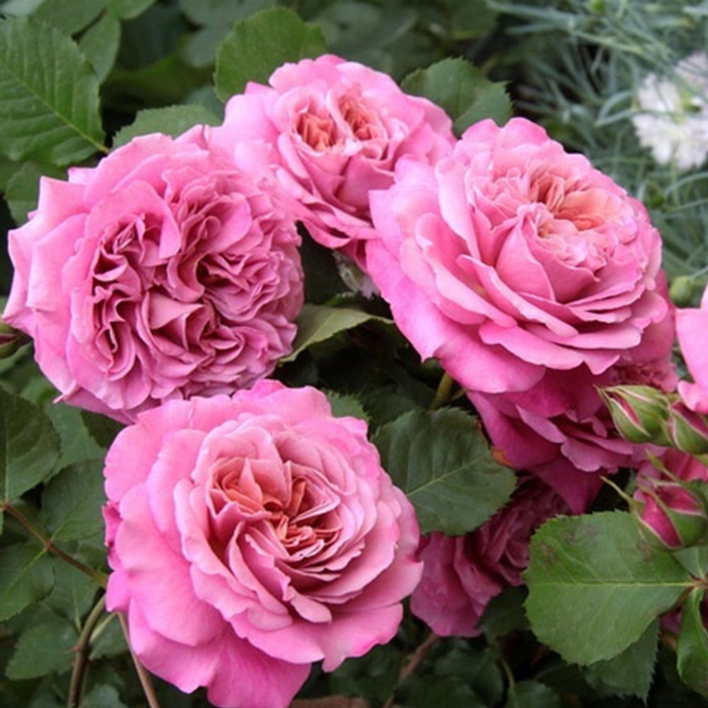 Agnes Schilliger French Florist Shrub Rose