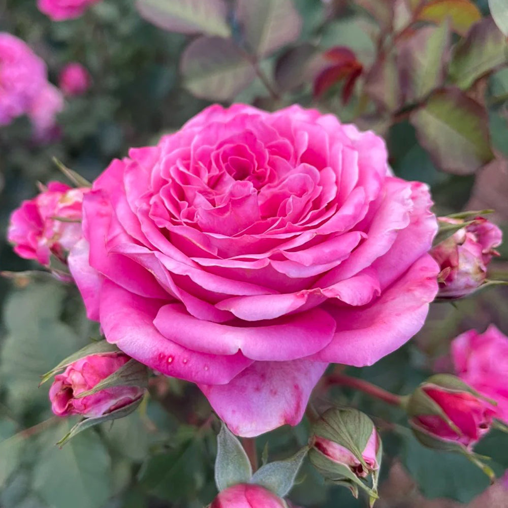 Agnes Schilliger French Florist Shrub Rose