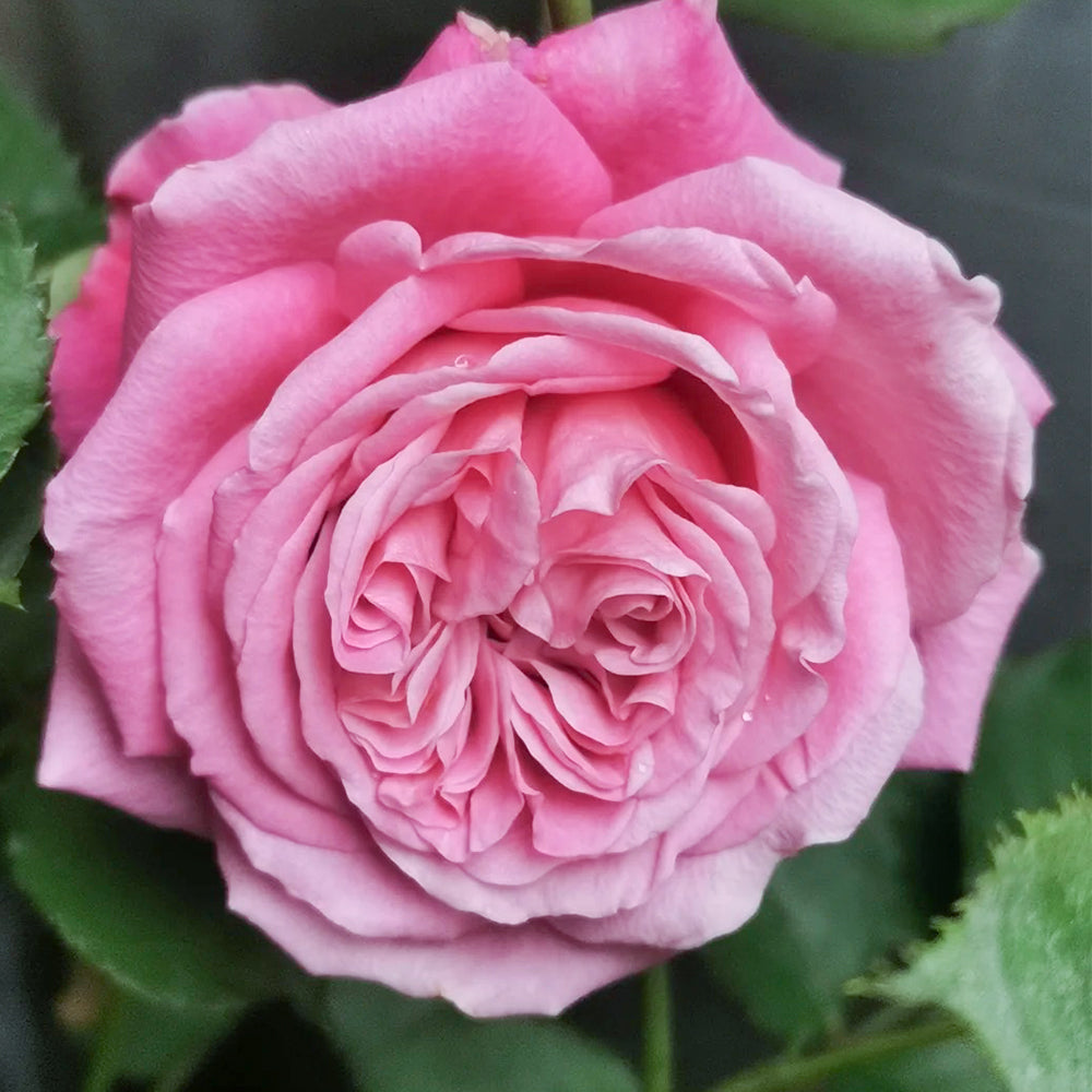 Agnes Schilliger French Florist Shrub Rose