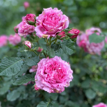 Agnes Schilliger French Florist Shrub Rose