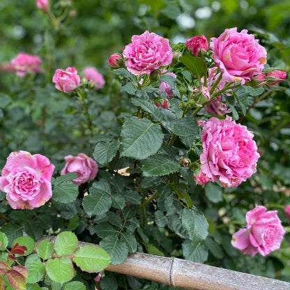 Agnes Schilliger French Florist Shrub Rose