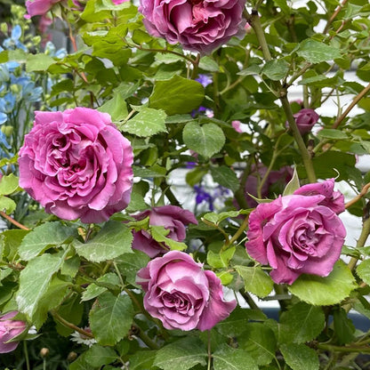 Agnes Schilliger French Florist Shrub Rose