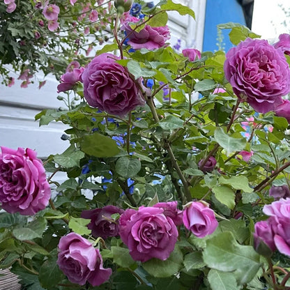 Agnes Schilliger French Florist Shrub Rose