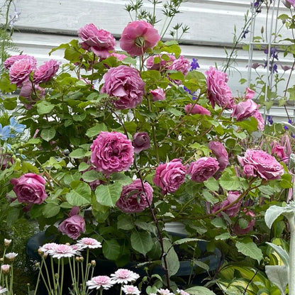 Agnes Schilliger French Florist Shrub Rose