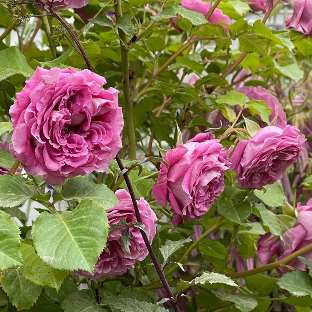 Agnes Schilliger French Florist Shrub Rose