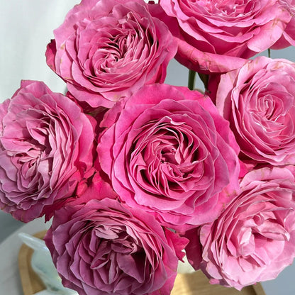 All Four Love Netherlands Florist Shrub Rose