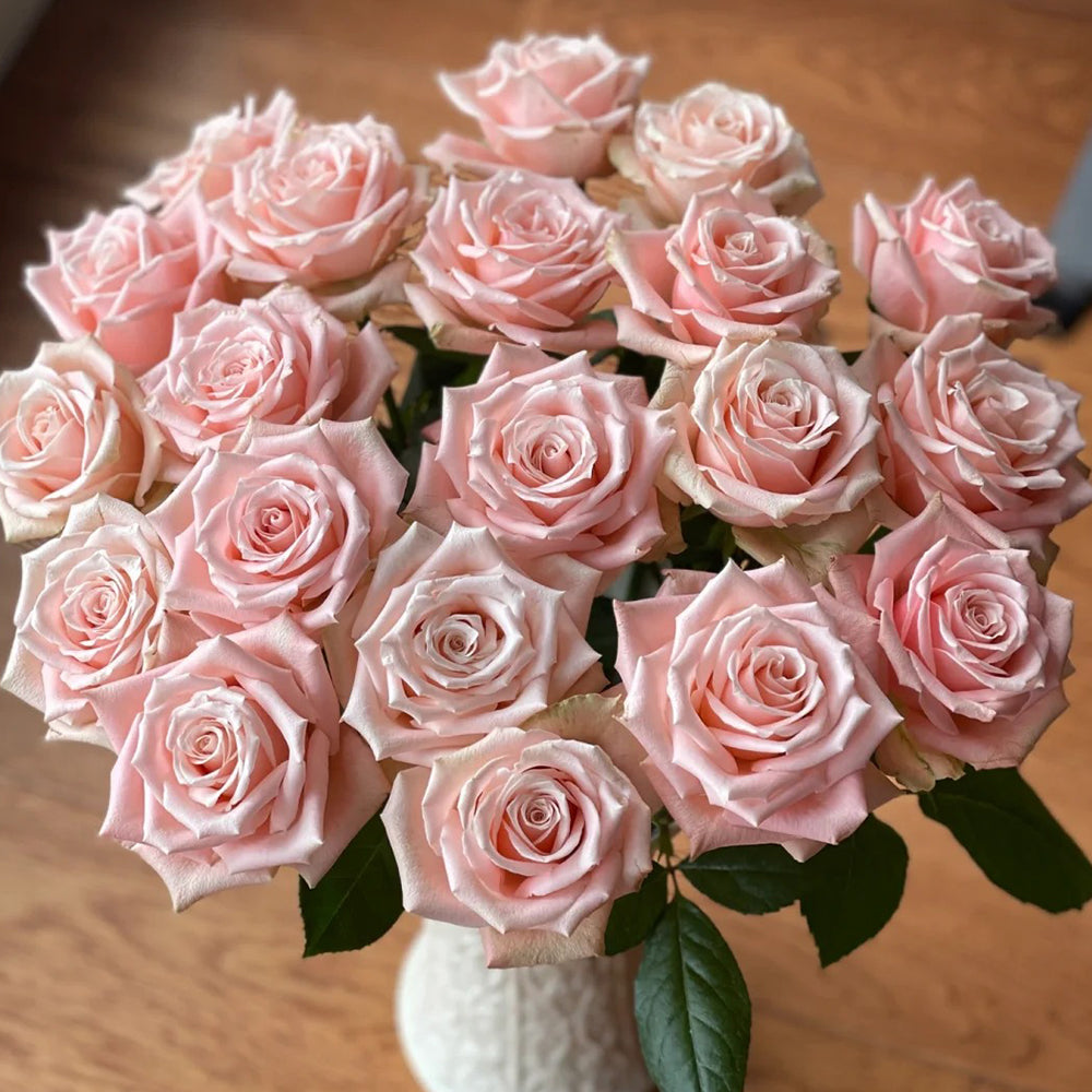 Premium Chinese Rose Bushes | Garden & Florist Rose Bushes for