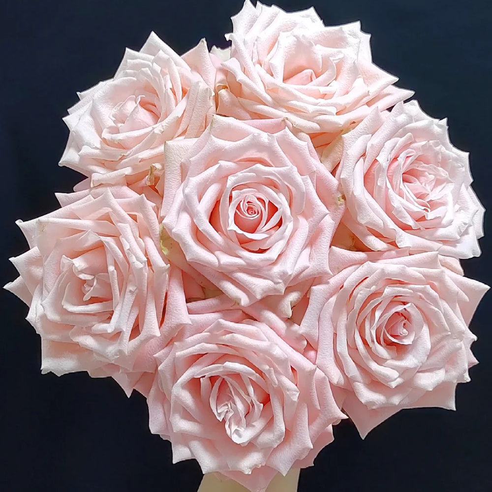 Almond Candy Chinese Florist Shrub Rose For Sale – Highgarden Roses