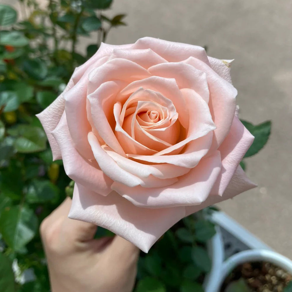 Almond Candy Chinese Florist Shrub Rose