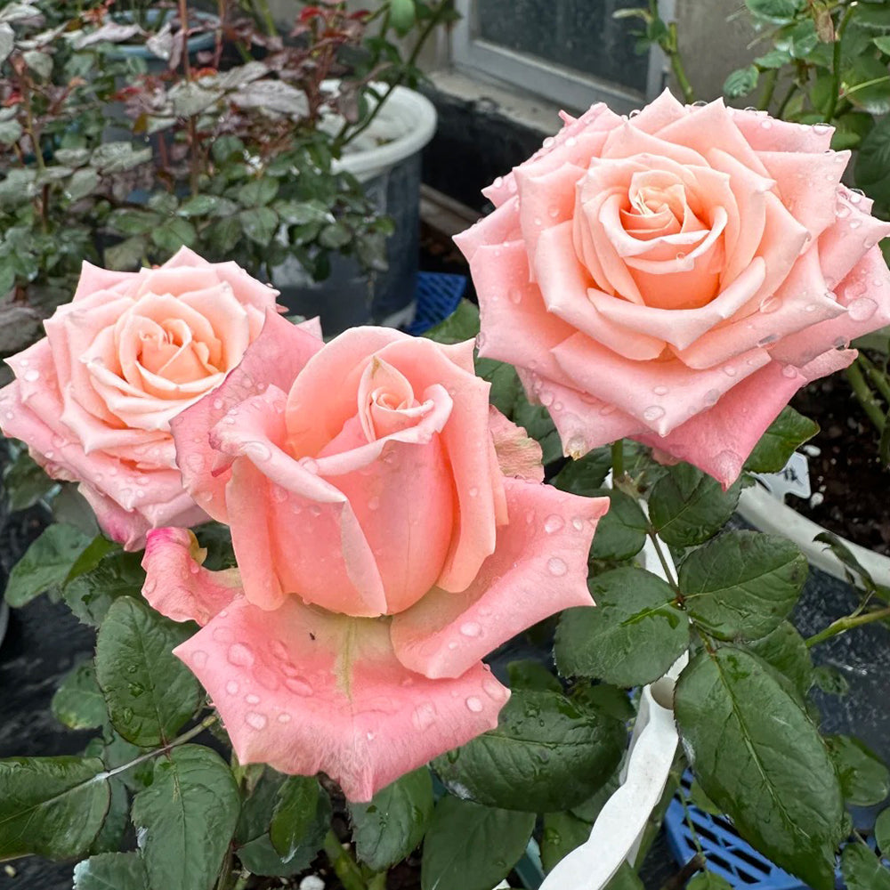 Almond Candy Chinese Florist Shrub Rose