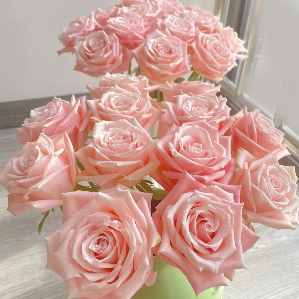 Almond Candy Chinese Florist Shrub Rose